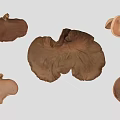 Various Brown Mushroom Fungi Plants With Different Shapes On Gray Background